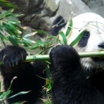 panda geant chine
