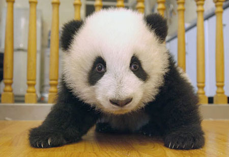 Cute Baby Photo on Le Panda Est Connu Pour   Tre Le Tr  Sor National De La Chine  Il
