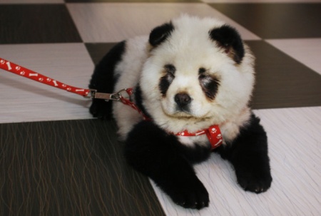 Des chiens qui se prennent pour des panda .. ( 16 images drole ) le blog du 