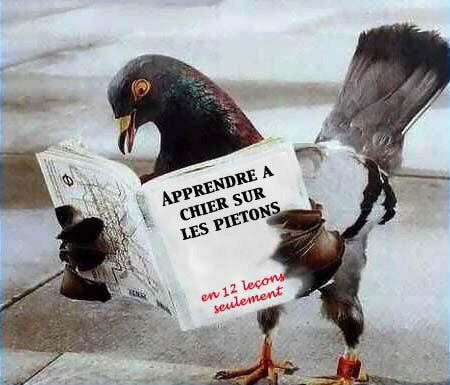pigeon-belge.jpg